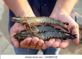tiger prawn